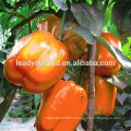MSP05 Rouse orange couleur F1 graines de poivron hybride prix